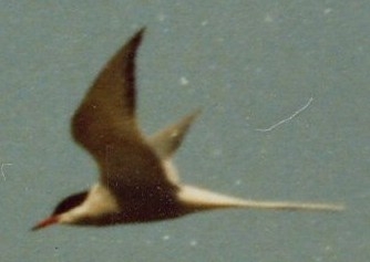 FIGURE 1 FIGURE 1